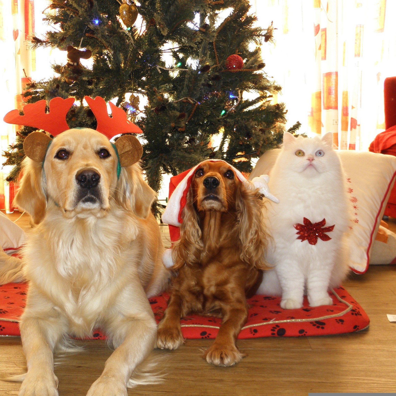 kerstfoto_pixabay_dieren